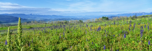 Posterazzi Cowparsnip and Larkspur wildflowers in a field Shadow Mountain Jackson Hole Bridger-Teton National Forest Wyoming USA Poster Print, (27 x 9) Posterazzi Cowparsnip and Larkspur wildflowers in a field Shadow Mountain Jackson Hole Bridger-Teton National Forest Wyoming USA Poster Print, (27 x 9)