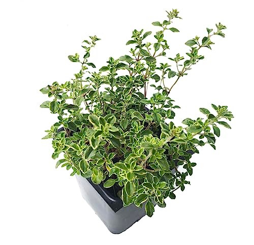 Golden Variegated Lemon Thyme Plant (Thymus x citriodorus "Aureus") 2.5 inch Pot