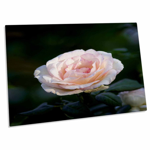 3dRose Classy Pink Rose Flower on a Bush. Dark Green... - Desk Pad Place Mats (dpd-298651-1)