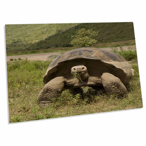 3dRose Giant Tortoise, Alcedo Volcano, Galapagos Islands - SA07... - Desk Pad Place Mats (dpd-86293-1) 3dRose Giant Tortoise, Alcedo Volcano, Galapagos Islands - SA07... - Desk Pad Place Mats (dpd-86293-1)