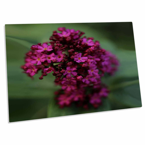 3dRose Macro Photograph of a Purple Butterfly Bush Blooming in... - Desk Pad Place Mats (dpd-312212-1)