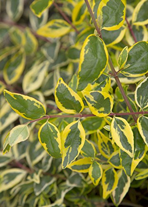 Miss Lemon Abelia (2.5 Quart) Flowering Evergreen with Variegated Foliage and Pink Blooms - Full Sun to Part Shade Live Outdoor Plant - Southern Living Plants