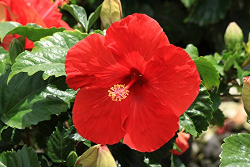 Costa Farms - Live Hibiscus Tropical Outdoor Plant in 3.00 qt Grower Pot, Red Flowers