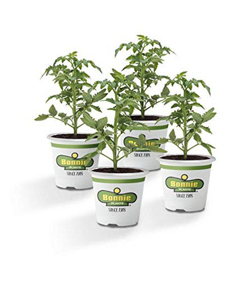 Bonnie Plants Top Tomato Plants - 4 Pack Live Plants | Ideal Starter Variety | Best-In-Class Tomatoes | Excellent Flavor & Productivity