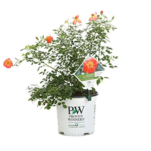 Oso Easy Hot Paprika Landscape Rose (Rosa) Live Shrub, Orange Flowers, 1 Gallon