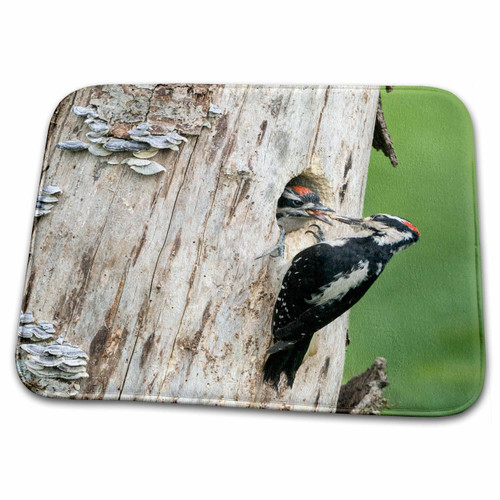 3dRose A Male Hairy Woodpecker at nest Hole Feeds a Young... - Bathroom Bath Rug Mats (rug-347785-1) 3dRose A Male Hairy Woodpecker at nest Hole Feeds a Young... - Bathroom Bath Rug Mats (rug-347785-1)