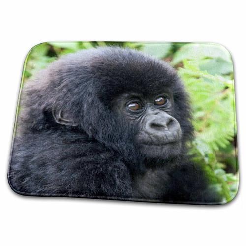 3dRose Africa, Rwanda, Volcanoes NP. Young Mountain Gorilla... - Bathroom Bath Rug Mats (rug-276541-1)