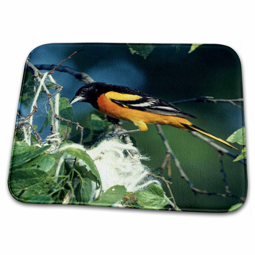 3dRose Baltimore Oriole Male at nest, IL - Bathroom Bath Rug Mats (rug-250838-1) 3dRose Baltimore Oriole Male at nest, IL - Bathroom Bath Rug Mats (rug-250838-1)