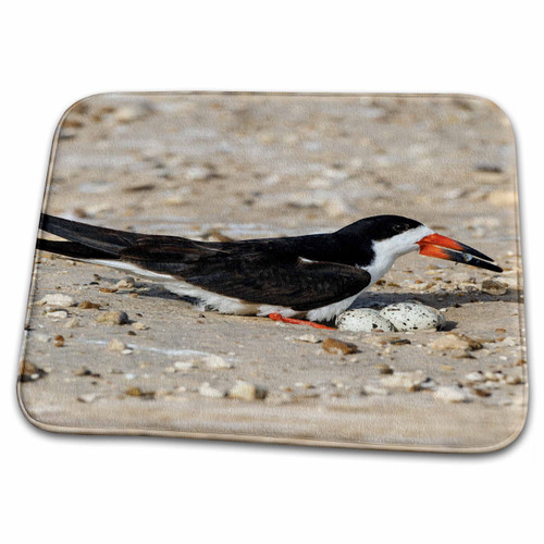 3dRose Danita Delimont - Bird - Black Skimmer on nest, Eggs - Bathroom Bath Rug Mats (rug-251452-1)