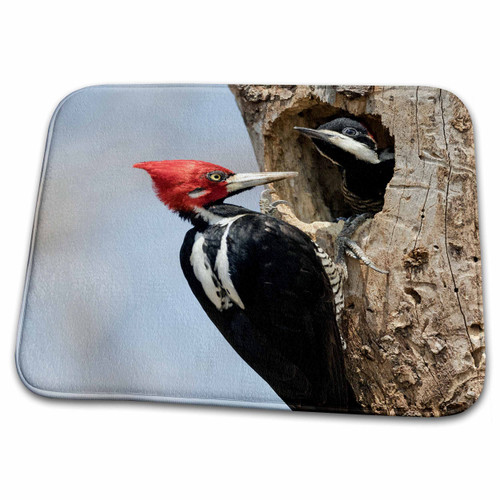 3dRose Brazil. Male Crimson-Crested Woodpecker at nest Hole... - Bathroom Bath Rug Mats (rug-314089-1) 3dRose Brazil. Male Crimson-Crested Woodpecker at nest Hole... - Bathroom Bath Rug Mats (rug-314089-1)