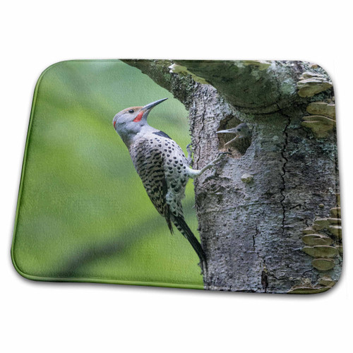 3dRose Washington. Northern Flicker Male at nest Hole as... - Bathroom Bath Rug Mats (rug-347814-1) 3dRose Washington. Northern Flicker Male at nest Hole as... - Bathroom Bath Rug Mats (rug-347814-1)