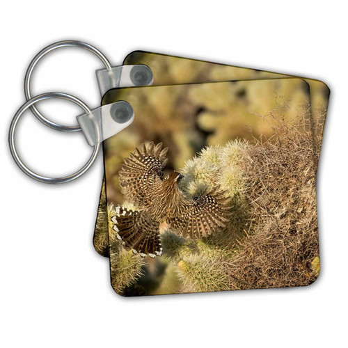 Key Chains USA, Arizona, Buckeye. Cactus wren flying to its nest. (kc-258669-3) Key Chains USA, Arizona, Buckeye. Cactus wren flying to its nest. (kc-258669-3)