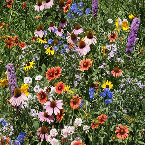 Outsidepride Northeast Wildflower Seed Mix - 1 LB