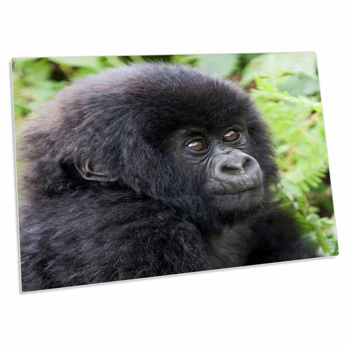 3dRose Africa, Rwanda, Volcanoes NP. Young Mountain Gorilla... - Desk Pad Place Mats (dpd-276541-1)