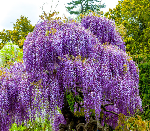 Purple Wisteria Seedlings for Planting - Live Tree Seedling to Grow - Wisteria sinensis - No Ship to California (1 Wisteria Plant) Purple Wisteria Seedlings for Planting - Live Tree Seedling to Grow - Wisteria sinensis - No Ship to California (1 Wisteria Plant)