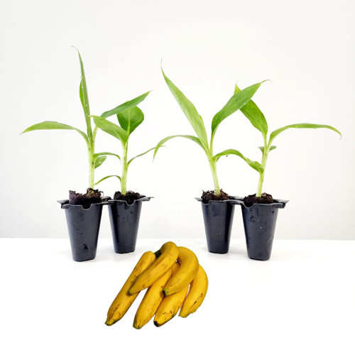 Banana Tree "Grand Nain". Set of 4 Starter Live Plant. Banana Tree "Grand Nain". Set of 4 Starter Live Plant.
