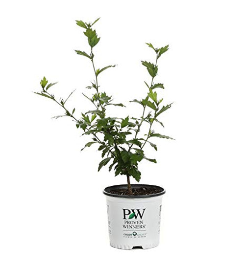 1 Gal. Blue Chiffon Rose of Sharon (Hibiscus) Live Shrub, Blue Flowers 1 Gal. Blue Chiffon Rose of Sharon (Hibiscus) Live Shrub, Blue Flowers