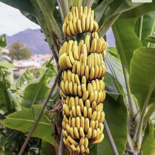 1 Live Musa Dwarf Cavendish Plant | 8-12 inches Banana Tree | Edible Exotic Fruit 1 Live Musa Dwarf Cavendish Plant | 8-12 inches Banana Tree | Edible Exotic Fruit
