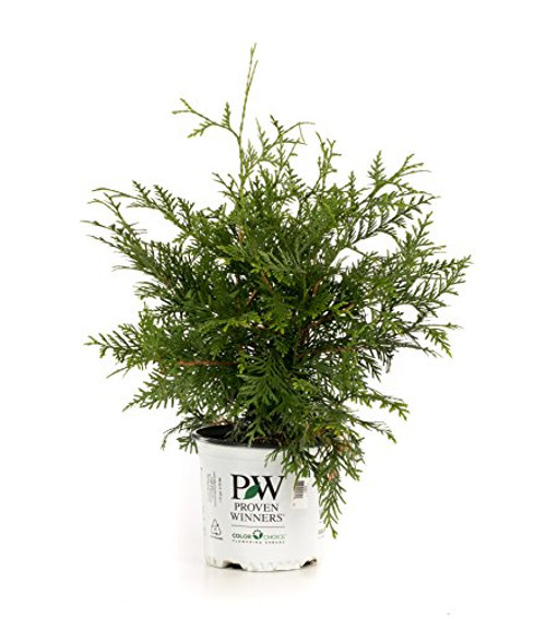 1 Gal. Spring Grove Western Arborvitae (Thuja) Live Evergreen Shrub, Green Foliage