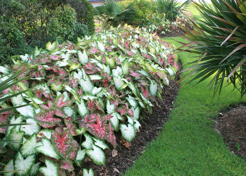 Votaniki Caladium Bulbs for Planting - Fancy Leaf Mixed Caladium Large Bulbs for Planting Bulk Spring Bulbs to Plant in Spring Bulbs for Planting Outdoors - Elephant Ears Bulbs (Pack of 12)