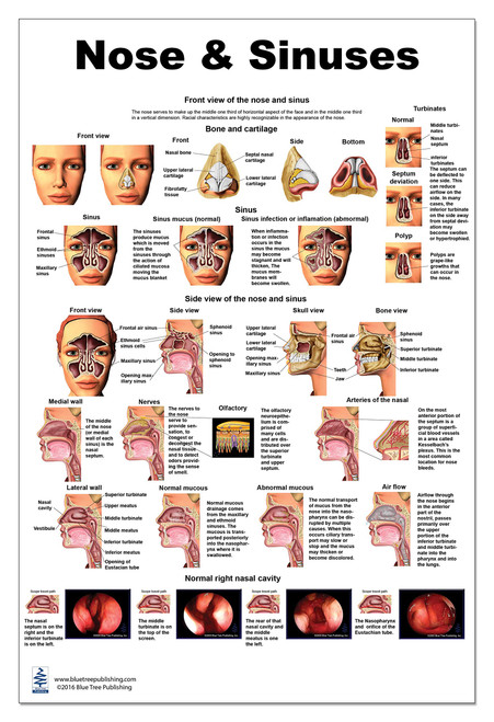 Blue Tree Publishing Nose and Sinus Poster 24x36inch, Anatomy chart