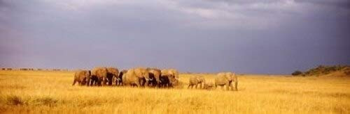 Posterazzi Elephant Herd Maasai Mara Kenya Poster Print, (36 x 12)