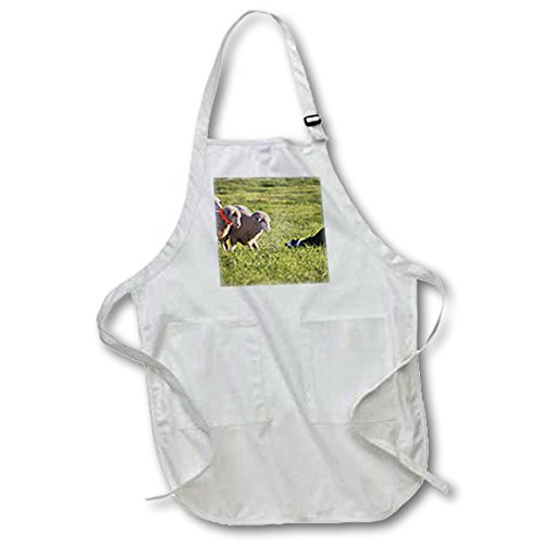 3dRose apr_140294_2 Purebred Border Collie Dog and Merino Sheep Na02 Pwo0037 Piperanne Worcester Medium Length Apron with Pouch Pockets, 22" x 24" 3dRose apr_140294_2 Purebred Border Collie Dog and Merino Sheep Na02 Pwo0037 Piperanne Worcester Medium Length Apron with Pouch Pockets, 22" x 24"