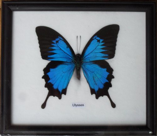 Real Single Papilio ULYSSES Butterfly Taxidermy in Frame