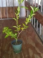 Barbados, Acerola Cherry Tree Plant, Live Plant, Pesticide Free 12" Cut Back