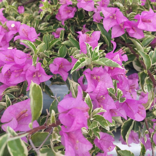 Bougainvillea Plants, 2 Ice Blueberry Bougainvillea Plants Live, Bougainvillea Vine Plants, Bougainvillea Flower Plants 4 to 7 Inches Tall No Pot for Planting in Garden, Outdoor Flowering Plant