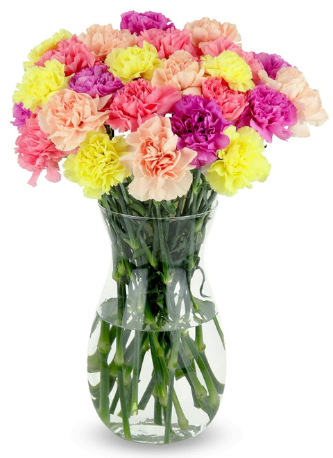 Benchmark Bouquets 25 stem Pastel Carnations, Next Day Prime Delivery, Fresh Cut Flowers, Gift for Anniversary, Birthday, Congratulations, Get Well, Home Decor, Sympathy, Easter, Mother's Day