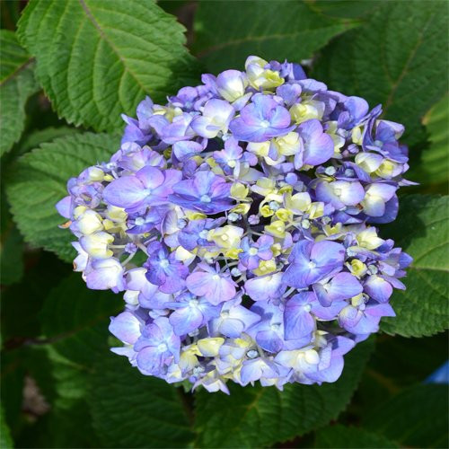 Endless Summer Bloomstruck Hydrangea Shrub