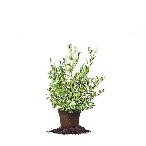 Perfect Plants Powder Blue Blueberry Live Plant, 1 Gallon, Includes Care Guide