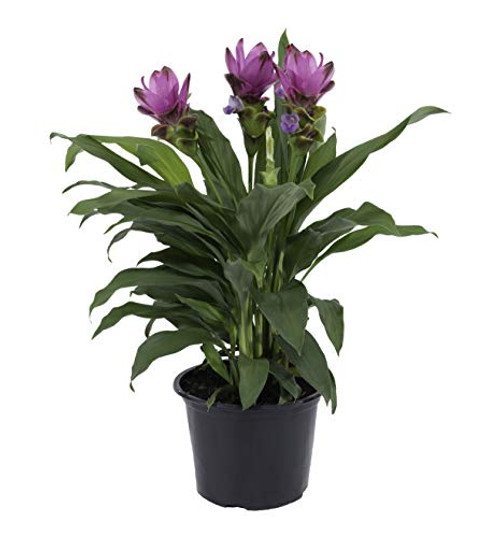 Costa Farms Live Curcuma Outdoor Plant in 3 QT Grower Pot Choice
