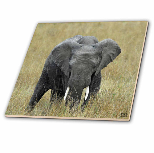 3dRose ct_9898_4 African Elephant, Loxodonta Africana, Masai Mara National Park Kenya Africa 4 Ceramic Tile, 12" 3dRose ct_9898_4 African Elephant, Loxodonta Africana, Masai Mara National Park Kenya Africa 4 Ceramic Tile, 12"