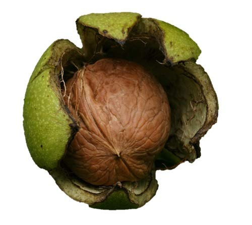 Black Walnut Tree 18" - 24" Healthy Bare Root Plant - 3 Pack