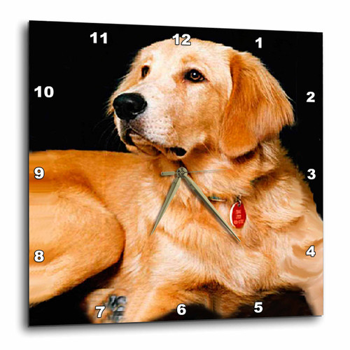 3dRose Dogs Golden Retriever - Golden Retriever - 10x10 Wall Clock (DPP_254_1)