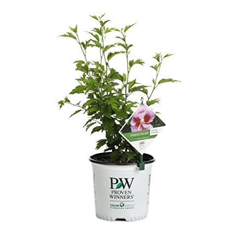 Purple Pillar Rose of Sharon (Hibiscus) Live Shrub, Purple Flowers, 1 Gallon Purple Pillar Rose of Sharon (Hibiscus) Live Shrub, Purple Flowers, 1 Gallon
