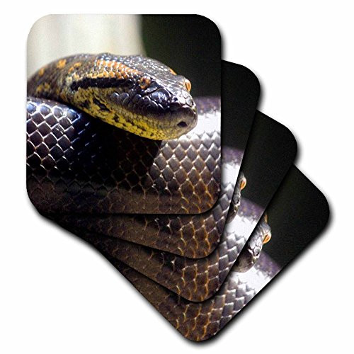 3dRose CST_2548_3 Snake Portrait Ceramic Tile Coasters, Set of 4