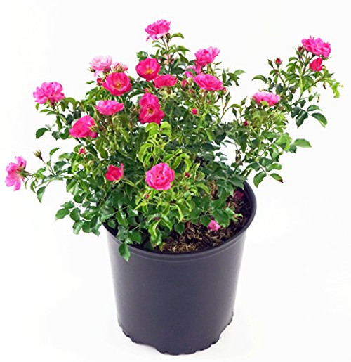 Flower Carpet Roses - Rosa Pink (Rose) Rose, double pink flowers, #2 - Size Container