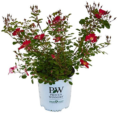 Proven Winners - Rosa OSO EASY Cherry Pie (Rose) Rose, deep pink flowers, #2 - Size Container