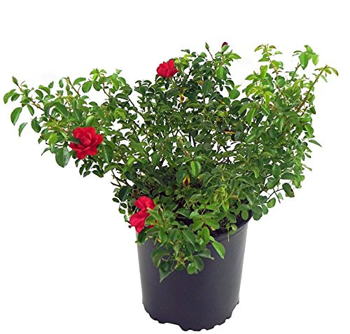 Flower Carpet Roses - Rosa Scarlet (Rose) Rose, red-double, #2 - Size Container