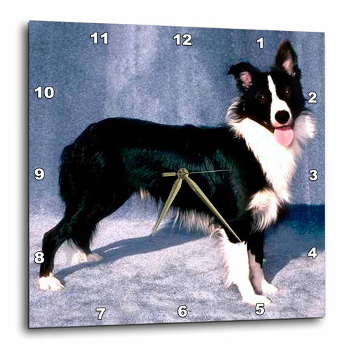 3dRose LLC Border Collie 10 by 10-Inch Wall Clock