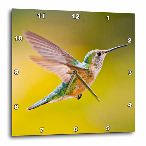 3dRose DPP_88845_1 Colorado, Summit Co., Heeney, Rufous Hummingbird - US06 BJA0086 - Jaynes Gallery - Wall Clock, 10 by 10-Inch