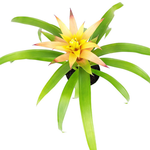 Live Indoor Flowering Houseplants, Guzmania Hybrid Orange in 4" Minimalist Pot, Easy Care Houseplant, Pet-Friendly Houseplants, Live Plants for Home and Office Decor Live Indoor Flowering Houseplants, Guzmania Hybrid Orange in 4" Minimalist Pot, Easy Care Houseplant, Pet-Friendly Houseplants, Live Plants for Home and Office Decor