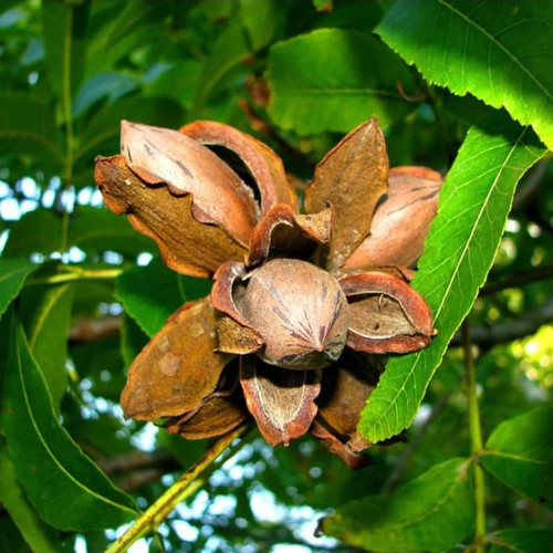Votaniki Stuart Pecan Tree 1-2 Ft for Planting - Long-Lived and Highly Productive Stuart Pecan Tree - Start Potted Tree, Ready to Plant | Easy to Grow and Maintain (1 Pack)