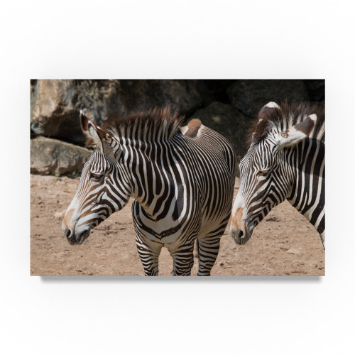 Zebra by Robert Michaud, 16x24-Inch
