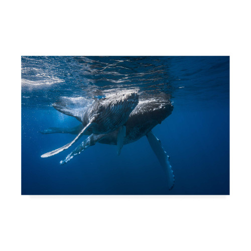 Trademark Fine Art, 16x24 Humpback Whale Photography by Barathieu Gabriel