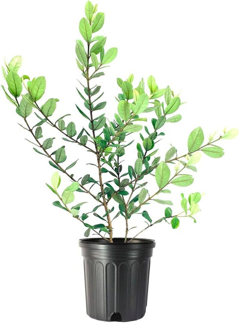 Pineapple Guava | 1 Large Gallon Size Plant | Feijoa Sellowiana | Edible Fruit Shrub and Fragrant Flowering Foliage Pineapple Guava | 1 Large Gallon Size Plant | Feijoa Sellowiana | Edible Fruit Shrub and Fragrant Flowering Foliage