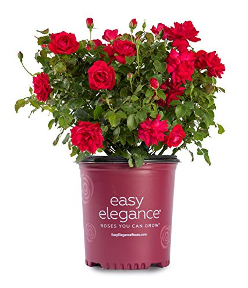 Easy Elegance Roses - Rosa Super Hero (Rose) Rose, red flowers, #2 - Size Container
